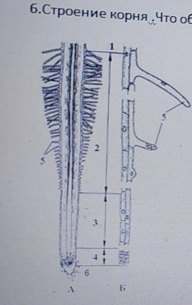 Строение корня. что обозначено под номером 5? какую роль играют​