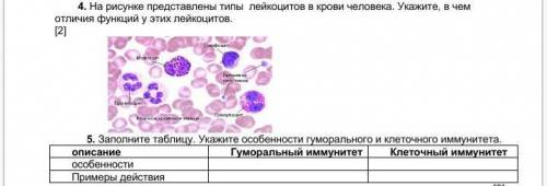 1. На рисунке представлены типы лейкоцитов в крови человека. Укажите, в чем отличия функций у этих л