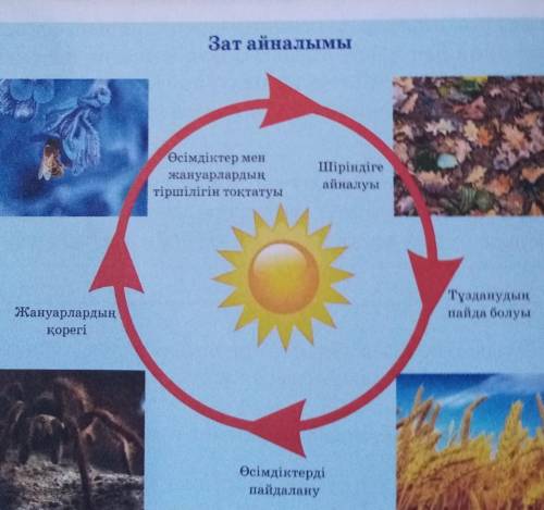 Зат айналымы сызбасында неге күн ортасында тұрғанын түсіндір. Айналымның басын анықта. Осы айналымда