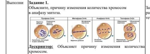 Объясните, причину изменения количества хромосом в анафазу митоза