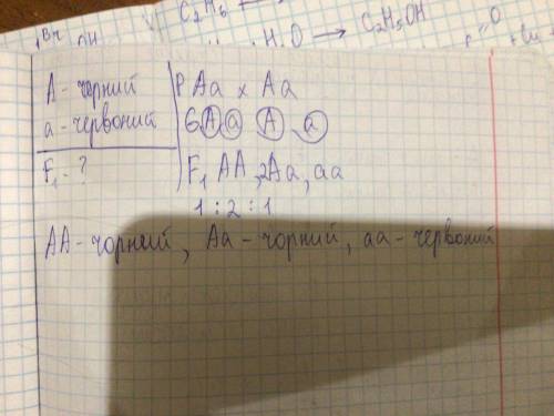 Господарі мають велику рогату худобу. Ген чорного кольору корів домінує над червоним. Фермери планую