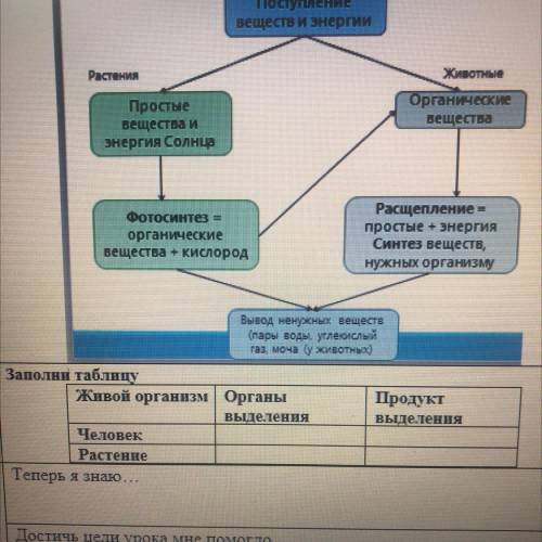 Заполни таблицу Живой организм Органы выделения Человек Растение Продукт выделения