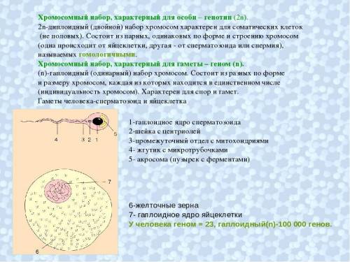 Набор хромосом сперматозоонов, скажите