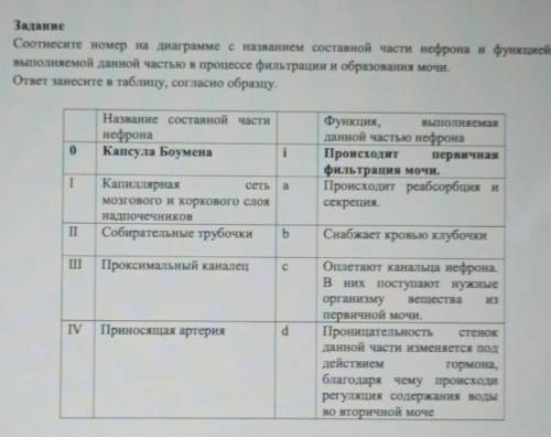 Соотнесите номер на диаграмме с названием составной части нефрона