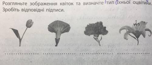 Розгляньте зображення квіток та визначте тип їхньої оцвітини.