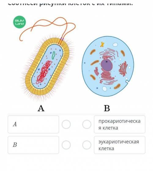 Соотнеси рисунки клеток с их типами. BLM Land. Р:ABпрокариотическ ая клеткаэукариотическая клетка​