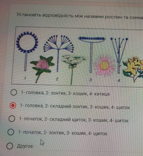 Установіть відповідність між назвами рослин та схемами суцвіть, 1o1- головка, 2- зонтик, 3- кошик, 4