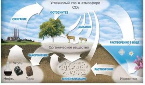 1.Определите по картинке пути попадания углекислого газа в воздух. 2.Опишите значение углекислого га