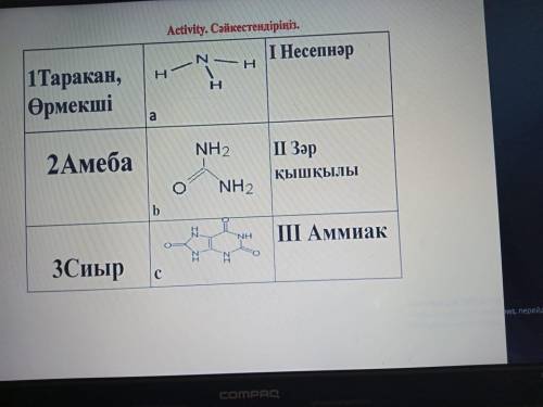 1тақан өрмекші 2Амеба 3стирка сәйкестендіру