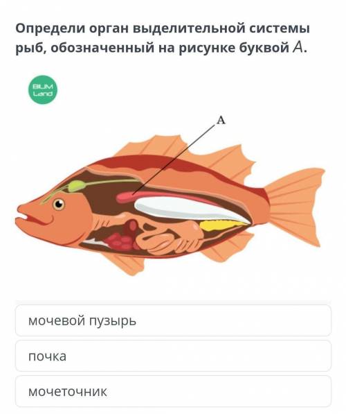 Определи орган выделительной системы рыб,обозначенный буквой А​