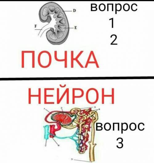 1. Назовите структурные части почек. E-F-D-2. напишите функцию частей почекE-F-D-3. Изучите картинку