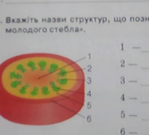 Вкажіть назви структур , що позначені цифрами на схемі Будови молодого стебла​