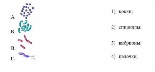 Задание 1 ( ). Установите соответствие между формой бактериальной клетки и названием. ответ запишите