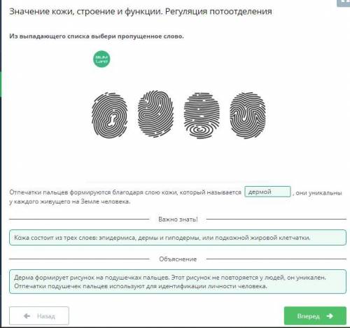 Значение кожи, строение и функции. Регуляция потоотделения дерма эпидермис подкожная жировая клетчат