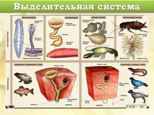 Докажите, что эволюция выделительной системы шла в направлении создания специализированных органов