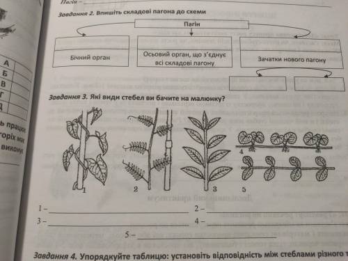 Только 3 задание Якi види стебел Ви бачите на ресунке?