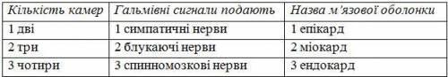 Укажіть особливість будови серця людини. міокард лівого шлуночка товстіший за міокард правого півміс