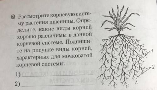 Рассмотрите корневую систему растения пшеницы. Определите, какие виды корней хорошо различимы в данн