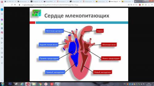 Скільки шлуночків і передсердь у ссавців​