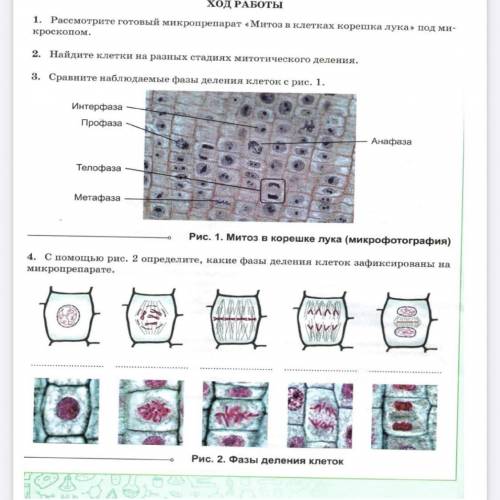 с лабораторной работой по биологии