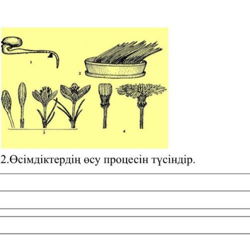 Өсімдіктің өсу процесін түсіндірініз