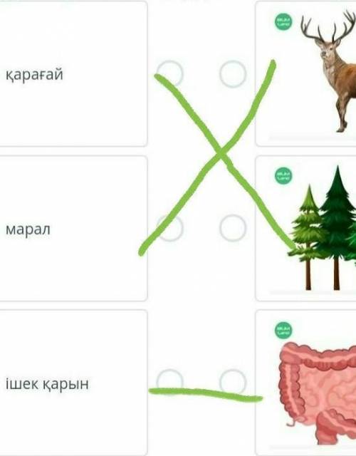 Домбыра аспабы қалай пайда болды? Суреттер мен сөздерді сәйкестендір. қарағай марал ішек қарын​