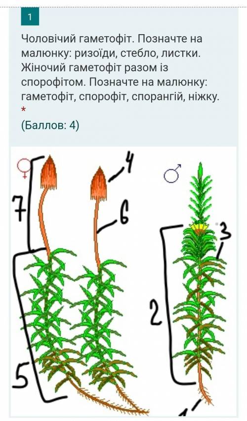 Рисунок женского гаметофита