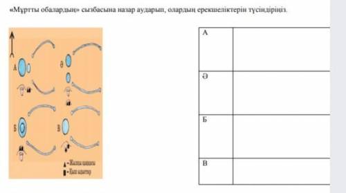 Мұртты обалардың сызбасына назар аударып ,олардың ерекшеліктерін түсіндіріңіз ​