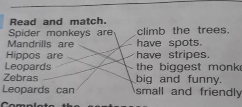 2 Read and match. Spider monkeys areMandrills areHippos areLeopardsZebrasLeopards canclimb the trees