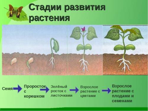 1. Назовите какой орган появляется первым из семени? Почему, он появляется первым? 2. Напишите после