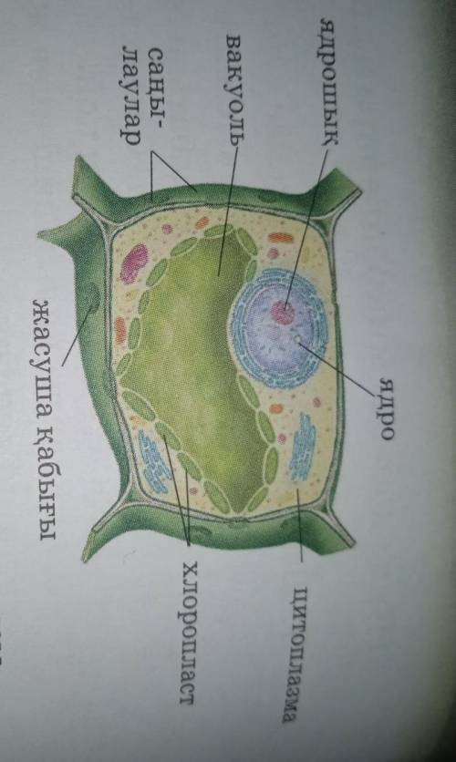 Осы сурет бойынша Өсімдік жасушасының құрылысын, ретімен қойу көмектесіңіздерш