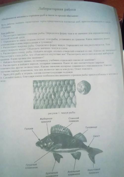 Обитания Хаа работыРестрите нешнее строение рыбы Определите форму те не е отнатиоіl акой средеОрелет
