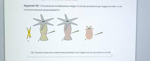 На рисунке изображена гидра. Если дотронуться до гидры иглой, то ее тело мгновенно укорачится. (а)ук