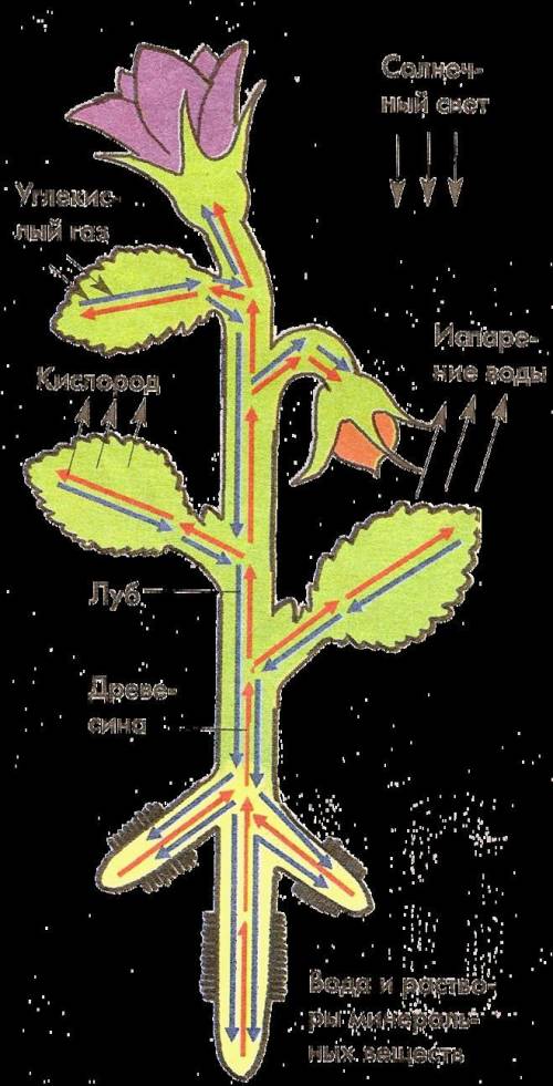Зарисуйте передвижение воды, минеральных и органических веществ у растения, сделайте обозначения (ук