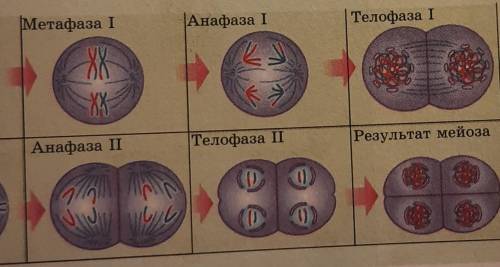 1)Рассмотрите фазы мейоза на рисунке .2)Обратите внимание на различие между профазой метафазой анафа