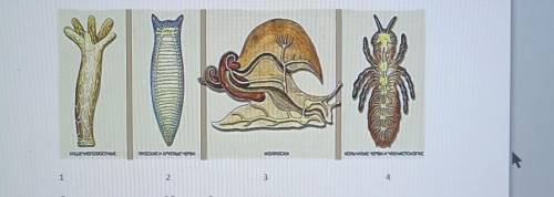 (а)определи тип нервной системы животных, представленных на рисунке