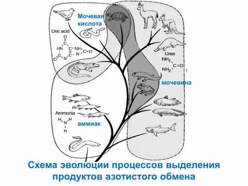 Используя информационную модель «Схема эволюции процессов выделения продуктов азотистого обмена» зап