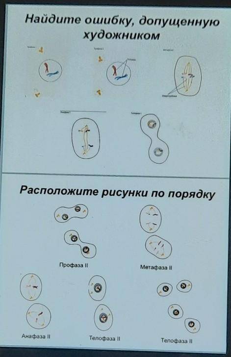 Найдите ошибку, допущенную художникомРасположите рисунки по порядкуПрофаза IIМетафаза IIАнафаза IIТе