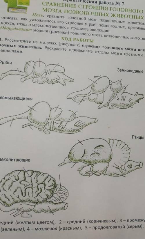 Сравните на рисунках размеры и степень развития основных отделов головного мозга: переднего, среднег