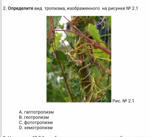 Определите вид тропизма, изображенного на рисунке № 2.1 Рис. № 2.1А. гаптотропизм В. геотропизмС. фо