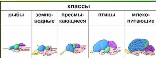 ПО ПРЕДСТАВЛЕННОЙ КАРТИНКЕ ОПРЕДЕЛИТЕ И ПОДПИШИТЕ ОТДЕЛЫ НЕРВНОЙ СИСТЕМЫ У ПОЗВОНОЧНЫХ ЖИВОТНЫХ И