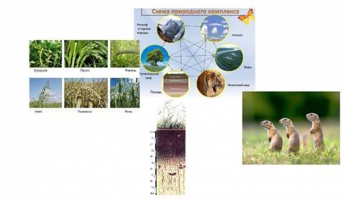 Используя рисунки, докажите, что степь - является природным комплексом