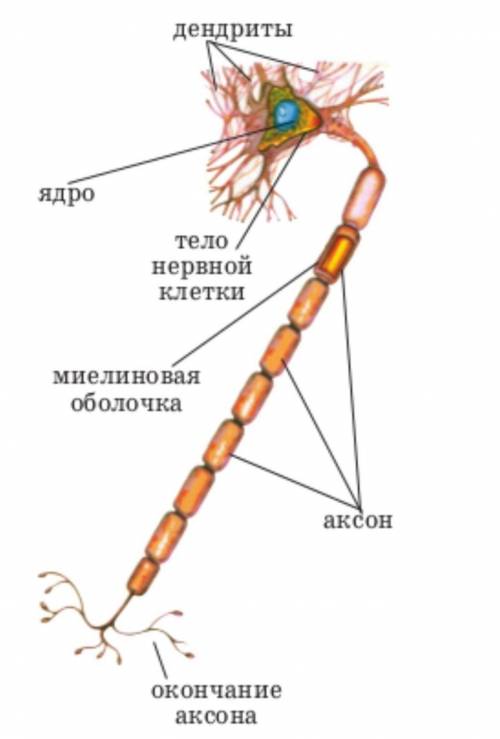 На рисунке изображены нейтроны. Назовите их соответствии с указанием 1.4​