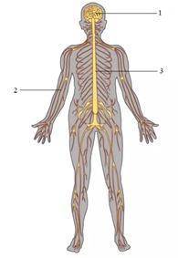 Задание 1 Посмотрите на картинку, назовите компоненты нервной системы цифрами: 1- 2- 3- А) Что тако