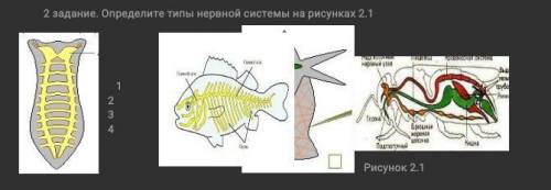 Задание. Определите типы нервной системы на рисунках 2.1​