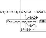 Назови формулу этого процесса фотосинтез. даю 15б​
