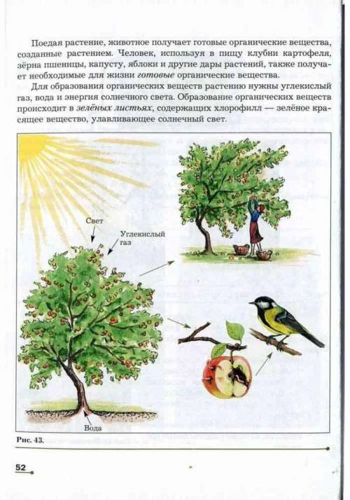 Растения сами себя кормят, образуя органические вещества из неорганических. Человек и животные питаю