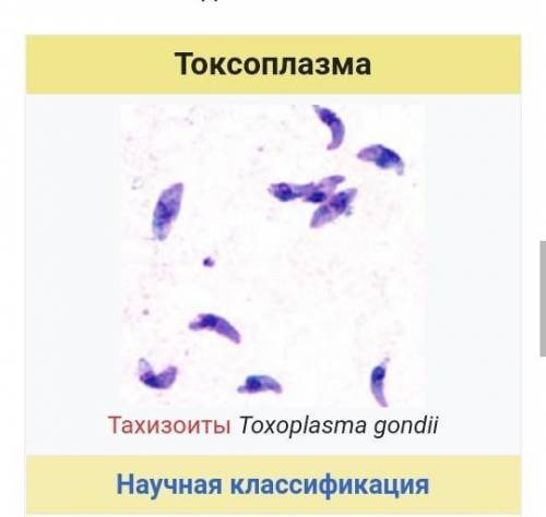 Токсоплазмы особенности внешнего строения​