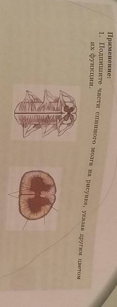 1 Подпишите части спинного мозга на рисунке указано указав другим цветом их функции