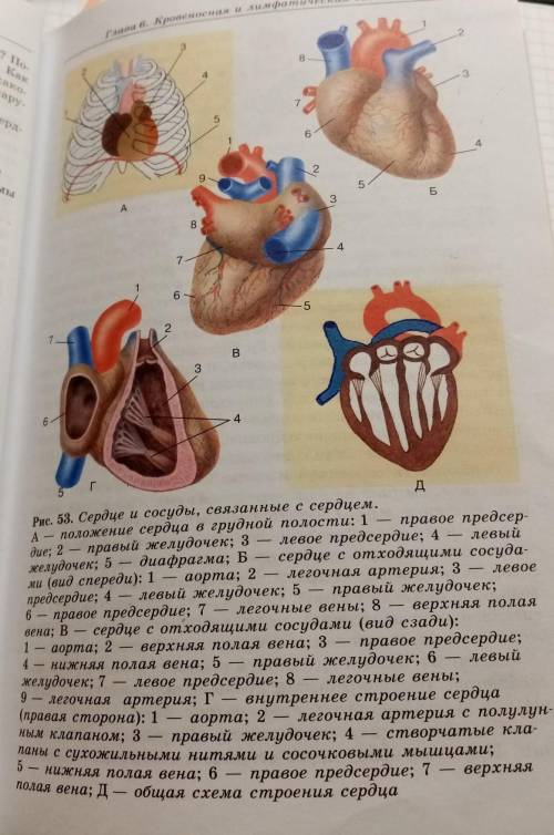 Строение и работа сердца (конспект кратко)​